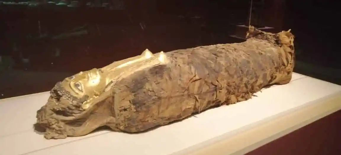 Мумия в музее Хургады