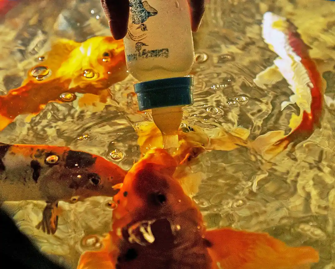 Кормление из бутылочки рыб кои в океанариуме Анталии